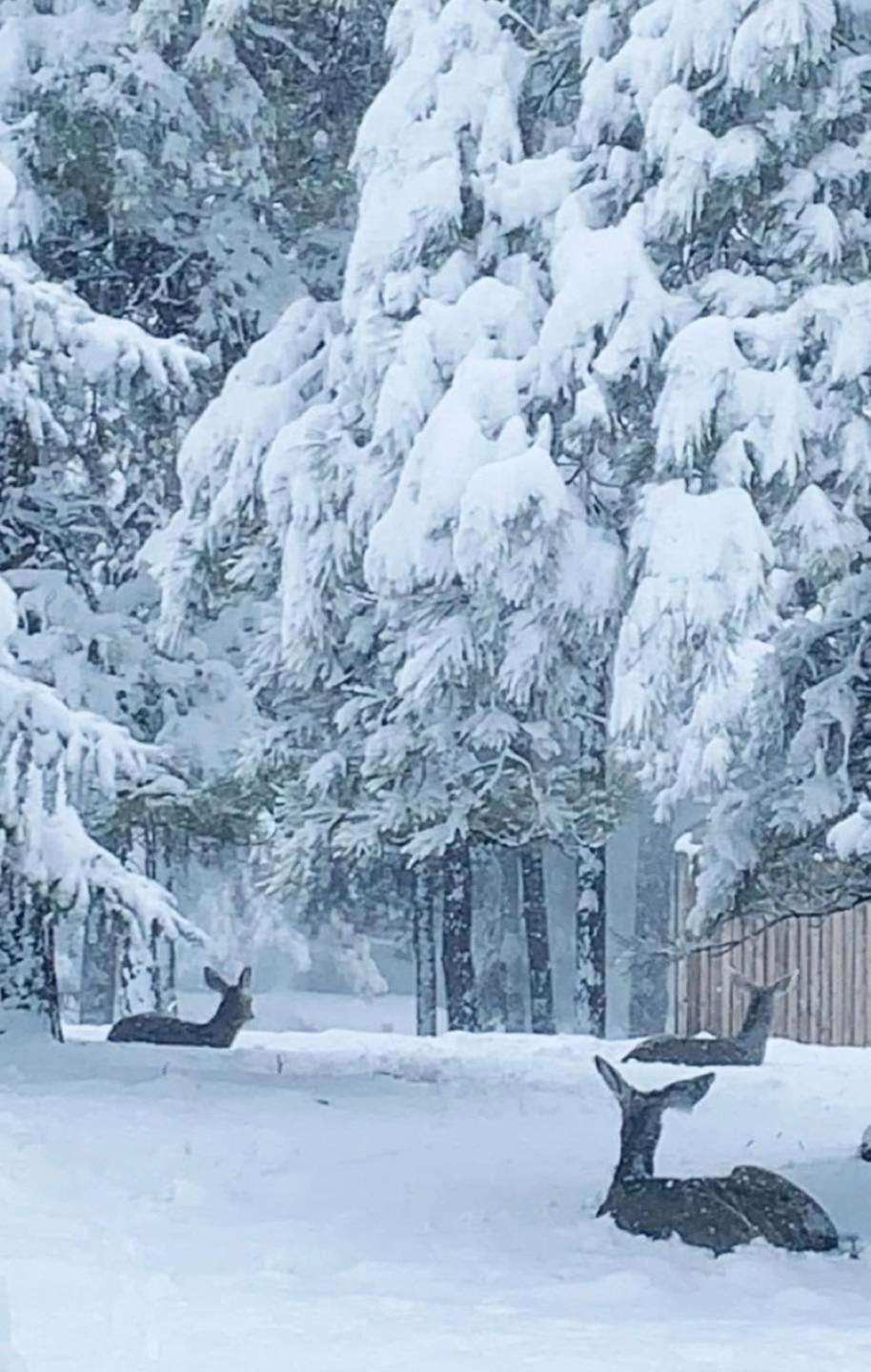 Kathys Cabin, King Bed, Hot Tub, Near-Nau & Downtown Attractions, Perfect Year-Round Mountain Getaway 깃대 외부 사진